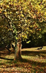 Fototapeta premium Autumn colored leaves and trees in the Park