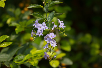  Small white mix violet  flower or  Duranta repens Flower