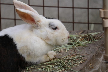 食事中のウサギ