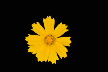 Flower Cosmos isolated on black
