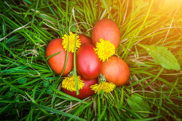 Red easter eggs on the grass with flowers and blowballs, naturally colored easter eggs with onion husks. Happy Easter, Christian religious holiday.