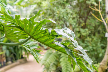 closeup of tropical plant in the garden