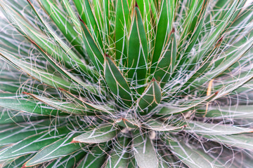 Closeup view of green cactus as a background