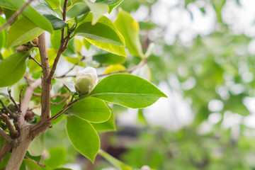 natural background - tree branch with leaves and cone