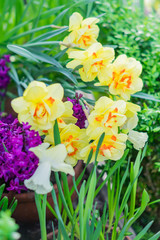 yellow narcissus  hyacinth on green leaves background.