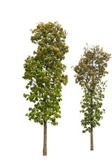 Tree group isolated on white background.