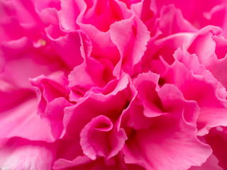 Fototapeta na wymiar Close up of pink flower.