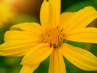 Yellow Mexican sunflower