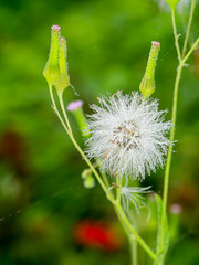 Seeds of Red grass or Giant reed.