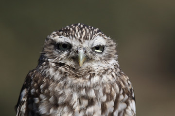Little owl hunts into the ground
