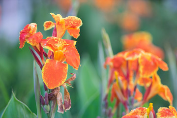 Orange canna lilly field for fresh nature wallpaper and background. - obrazy, fototapety, plakaty
