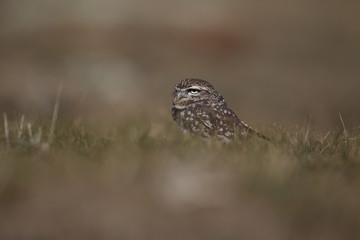 Little owl hunts into the ground