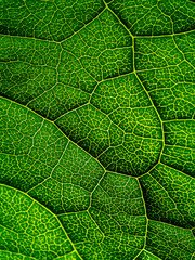 Close up green leaf wallpaper.