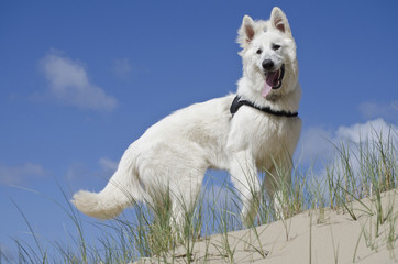 White Swiss Shepard in the dunes