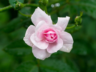 Beautiful pink rose in a garden