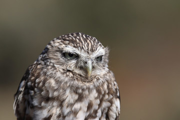 Little owl hunts into the ground