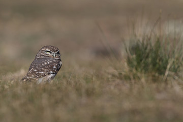 Little owl hunts into the ground