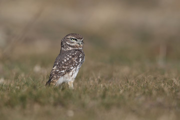 Little owl hunts into the ground