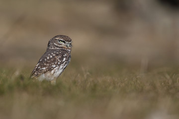 Little owl hunts into the ground