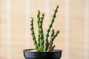 Cactus in small pot on brown background