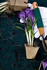 Gardening tools, peat pots, crocus flower. spring