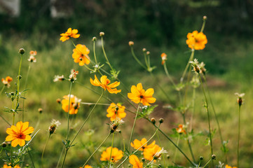 Yellow Cosmos, Sulfer Cosmo in green field on sunny day