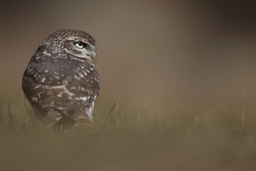 Little owl hunts into the ground