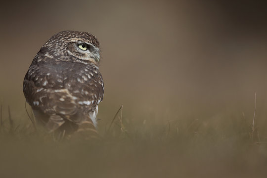 Little owl hunts into the ground
