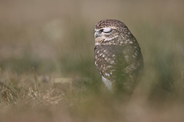 Little owl hunt into the ground