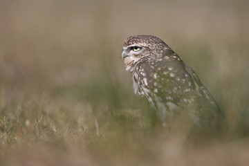 Little owl hunt into the ground