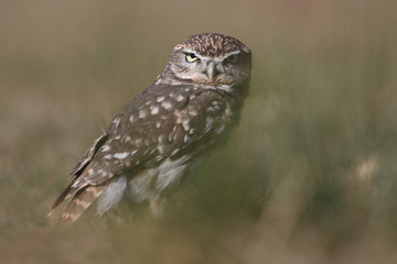Little owl hunt into the ground