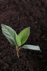 close up of young teee in fertile soil