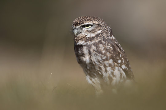 Little owl hunt into the ground