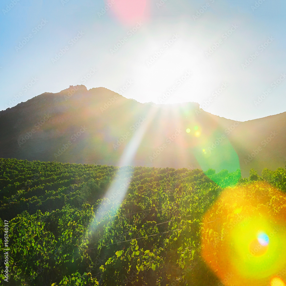 Canvas Prints Beautiful sunset above vineyards at Perdaxious Carbonia Iglesias Sardinia