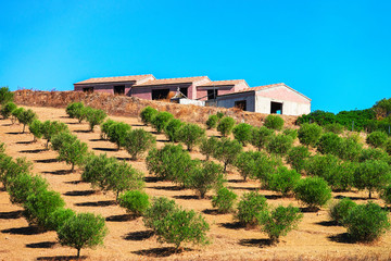 Agricultural scenery with olive trees in Carbonia Sardinia