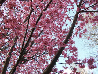 桜の木　空をバックに