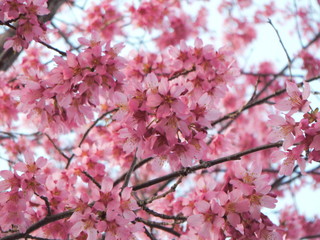 桜の花　接写