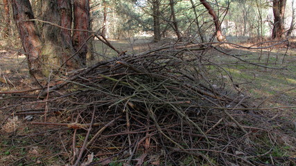 Pile of branches in the forrest in spring