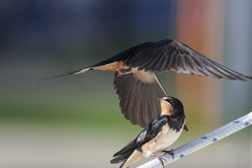 Swallow - sensitivity and delicacy when feeding offspring - obrazy, fototapety, plakaty