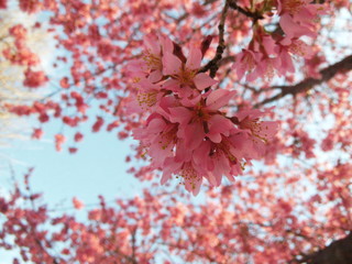 桜の花　接写