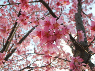 桜の花　接写