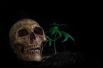 Skull and Green Cannabis Leaf stilllife on Black Background
