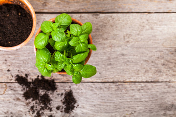 Growing Green Basil Herb Plants in Pot. Selective focus. 