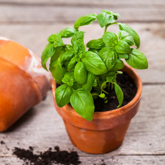 Growing Green Basil Herb Plants in Pot. Selective focus. 