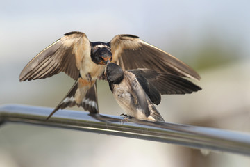 Swallow - sensitivity and delicacy when feeding offspring © zmija5