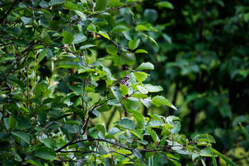 Fototapeta na wymiar Small brown bird in green tree hiding among the leaves