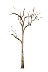 Fototapeta na wymiar Dead trees isolated on white background Suitable for use.
