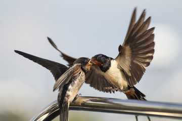 Swallow - sensitivity and delicacy when feeding offspring