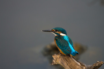 Common Blue Kingfisher from Chennai Tamil Nadu India