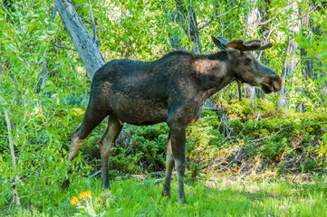 Moose Walking